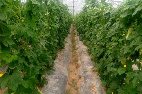 苦瓜生长后期怎么留瓜，切记不要贪多