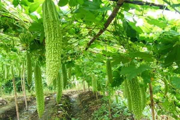 苦瓜生长后期怎么留瓜，切记不要贪多