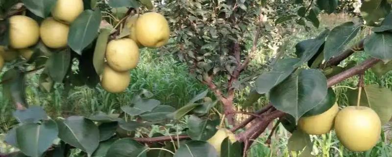 凉性碱性水果有哪些，常见的有梨子、苹果等