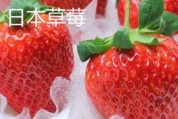 凉性碱性水果有哪些，常见的有梨子、苹果等