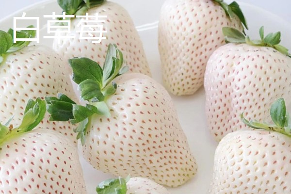 凉性碱性水果有哪些，常见的有梨子、苹果等