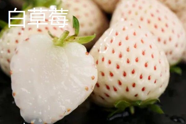 凉性碱性水果有哪些，常见的有梨子、苹果等