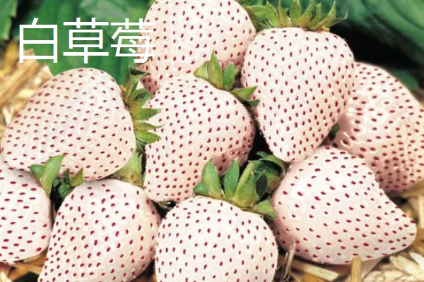 凉性碱性水果有哪些，常见的有梨子、苹果等