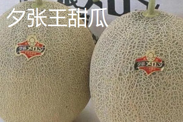 凉性碱性水果有哪些，常见的有梨子、苹果等