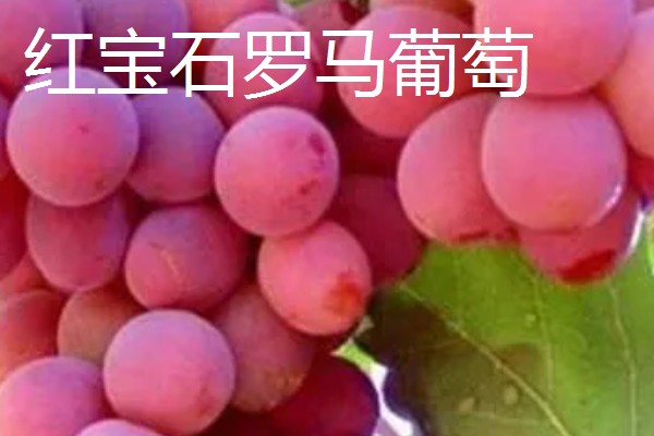 凉性碱性水果有哪些，常见的有梨子、苹果等