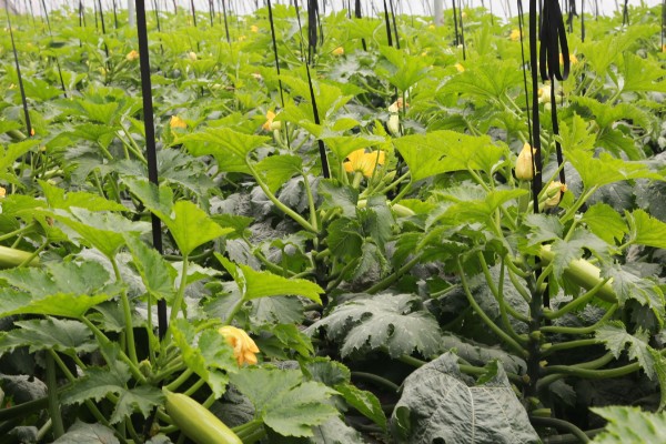 西葫芦的亩产量，与品种、种植技术等有关