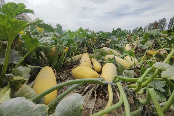 西葫芦的亩产量，与品种、种植技术等有关