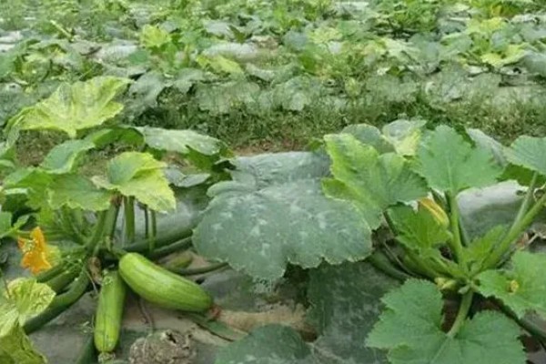 西葫芦的亩产量，与品种、种植技术等有关