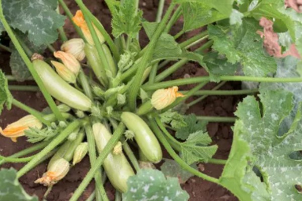 西葫芦的亩产量，与品种、种植技术等有关