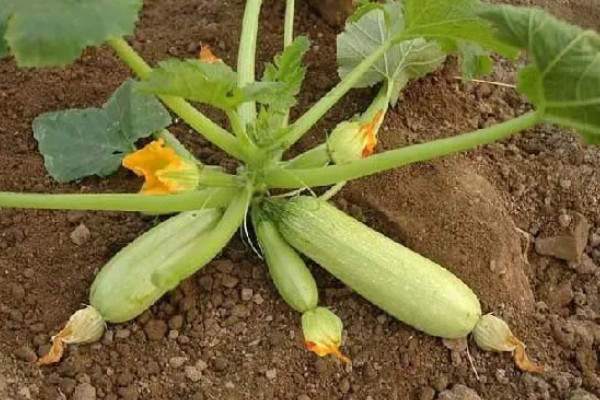 西葫芦的亩产量，与品种、种植技术等有关