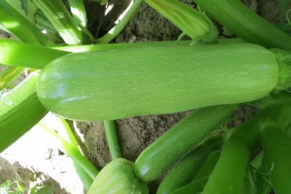 西葫芦的亩产量，与品种、种植技术等有关