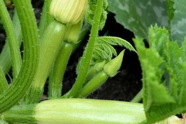 西葫芦的亩产量，与品种、种植技术等有关