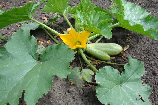 西葫芦的亩产量，与品种、种植技术等有关