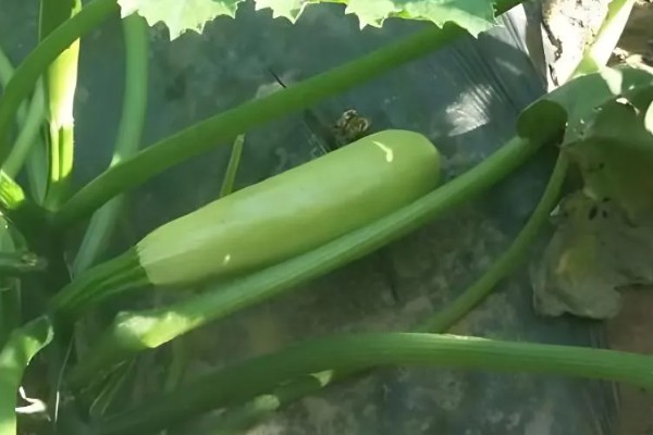 西葫芦的亩产量，与品种、种植技术等有关