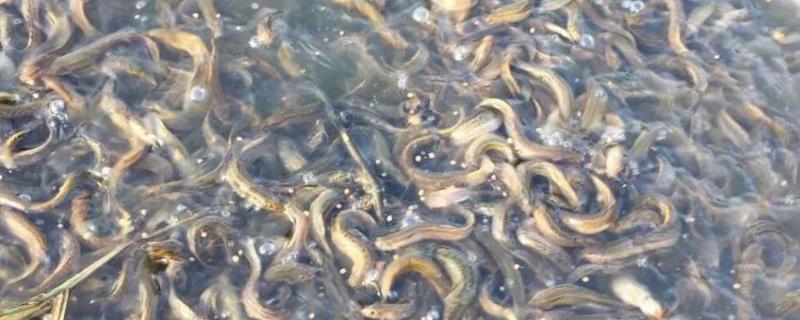 泥鳅能活几年，通常能活4-6年