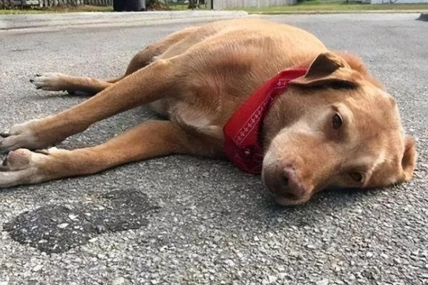 狗狗中暑怎么办,把它带到阴凉通风处并补充水分