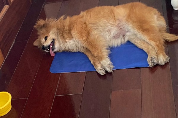 狗狗中暑怎么办,把它带到阴凉通风处并补充水分