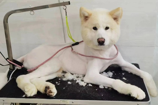 狗狗中暑怎么办,把它带到阴凉通风处并补充水分