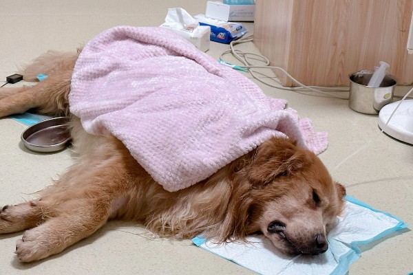 狗狗中暑怎么办,把它带到阴凉通风处并补充水分
