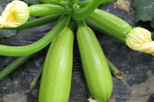 西葫芦的亩产量，与品种、种植技术等有关