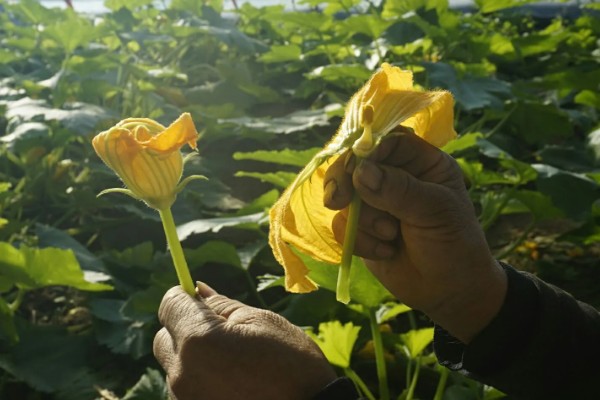 西葫芦的亩产量，与品种、种植技术等有关