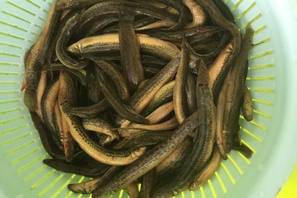 泥鳅能活几年，通常能活4-6年