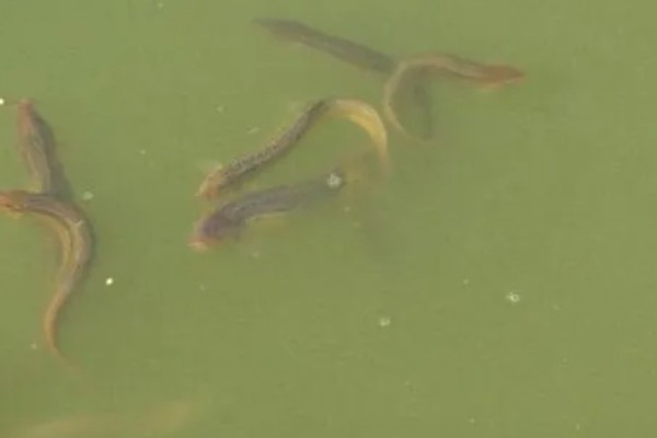 泥鳅能活几年，通常能活4-6年