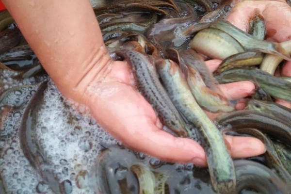 泥鳅能活几年，通常能活4-6年