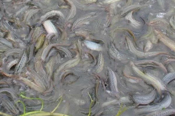 泥鳅能活几年，通常能活4-6年