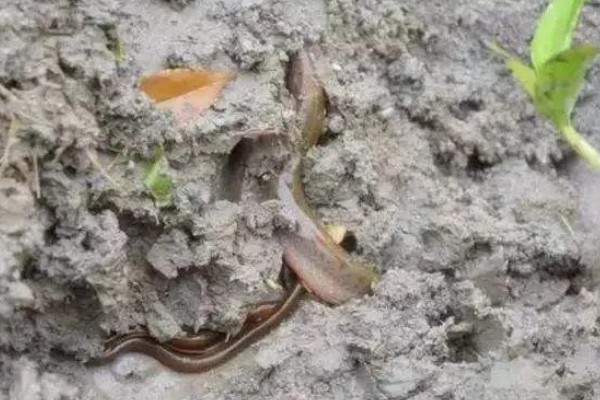 泥鳅能活几年，通常能活4-6年