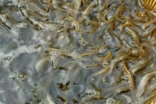 泥鳅能活几年，通常能活4-6年