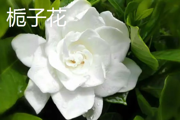 哪些花卉可以吃，玫瑰、栀子花等品种均可食用