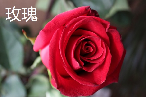 哪些花卉可以吃，玫瑰、栀子花等品种均可食用