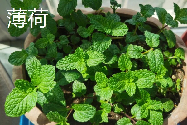 哪些花卉可以吃，玫瑰、栀子花等品种均可食用
