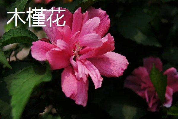 哪些花卉可以吃，玫瑰、栀子花等品种均可食用