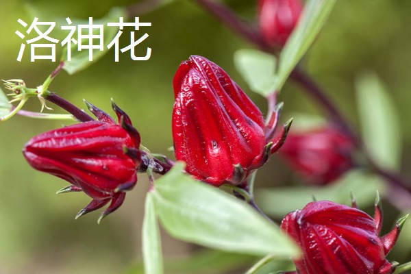 哪些花卉可以吃，玫瑰、栀子花等品种均可食用
