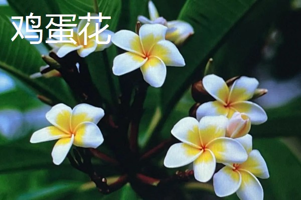 哪些花卉可以吃，玫瑰、栀子花等品种均可食用