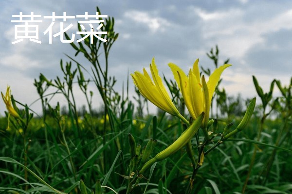 哪些花卉可以吃，玫瑰、栀子花等品种均可食用