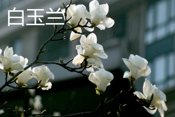 哪些花卉可以吃，玫瑰、栀子花等品种均可食用