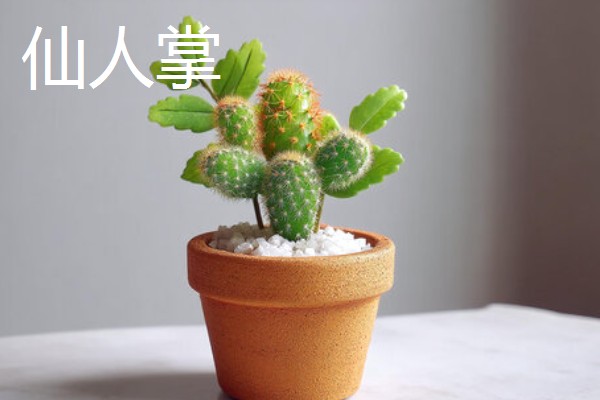哪些花卉可以吃，玫瑰、栀子花等品种均可食用