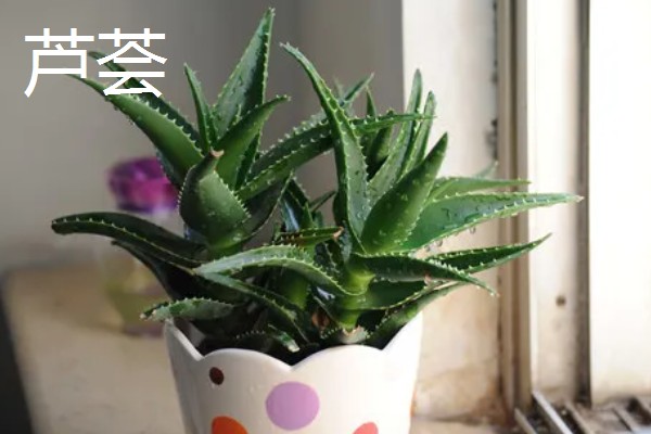 哪些花卉可以吃，玫瑰、栀子花等品种均可食用