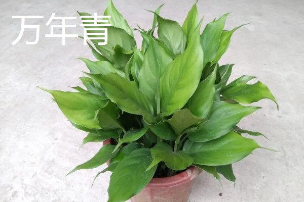 哪些花卉可以吃，玫瑰、栀子花等品种均可食用