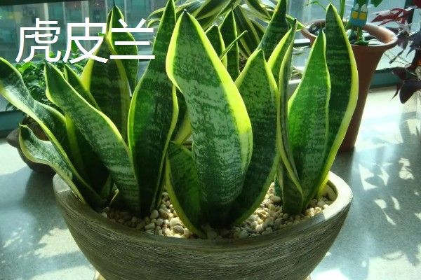 哪些花卉可以吃，玫瑰、栀子花等品种均可食用