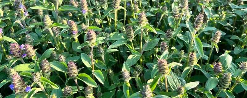 夏枯草的种植注意事项，一般在8-9月份进行种植