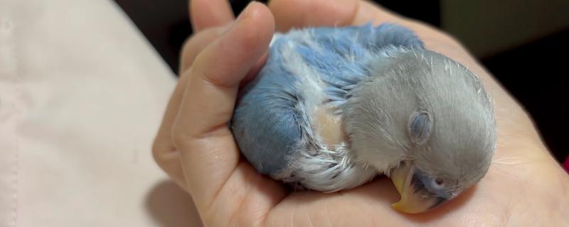 鹦鹉的睡觉方式，以站立的姿势睡觉