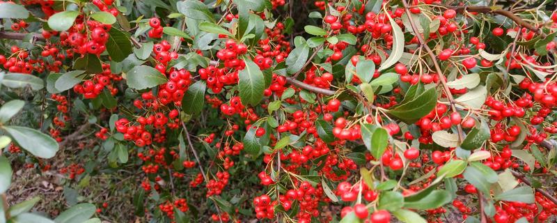 小叶红豆树又叫什么，又叫紫檀树