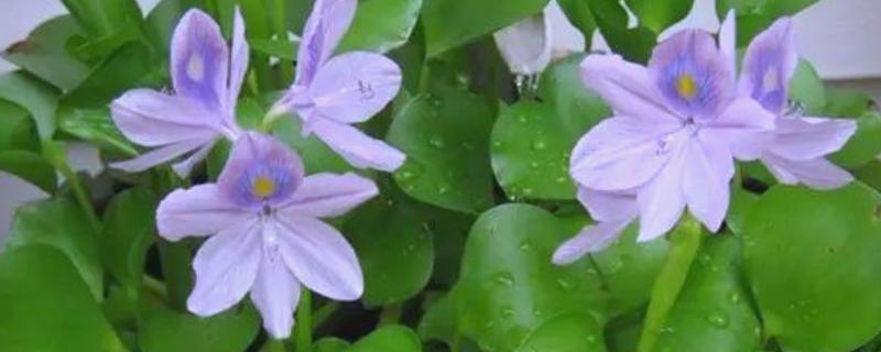 凤眼莲怎么养殖，生长期每个月追施一次粪尿溶液