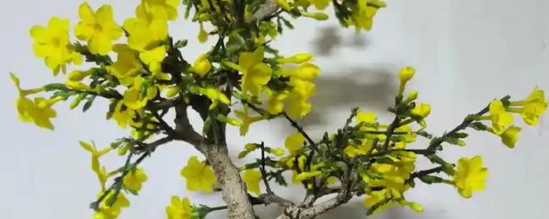虎蹄迎春花有什么特点，花瓣呈卵圆状