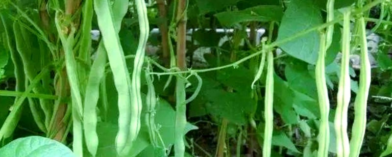 豆角的上市季节，四季均可上市但集中在夏季