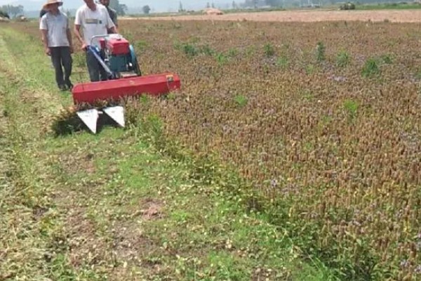 夏枯草的种植注意事项,一般在8-9月份进行种植